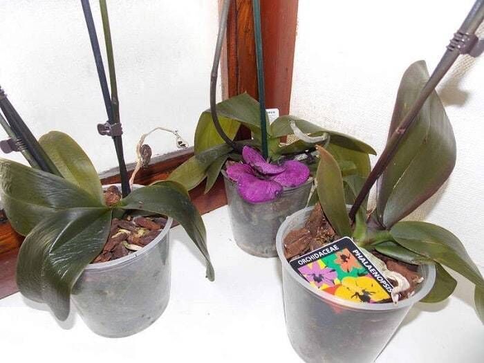 Почему желтеют листья у орхидей в домашних условиях? Как решить проблему